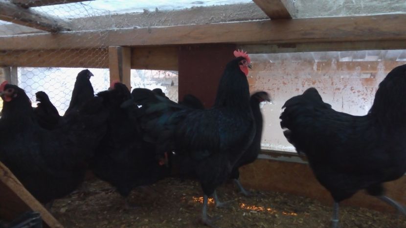  - Australorp Negru