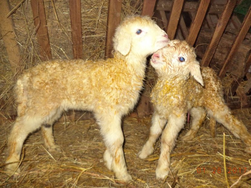  - Productia De Miei 2017