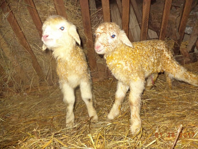  - Productia De Miei 2017