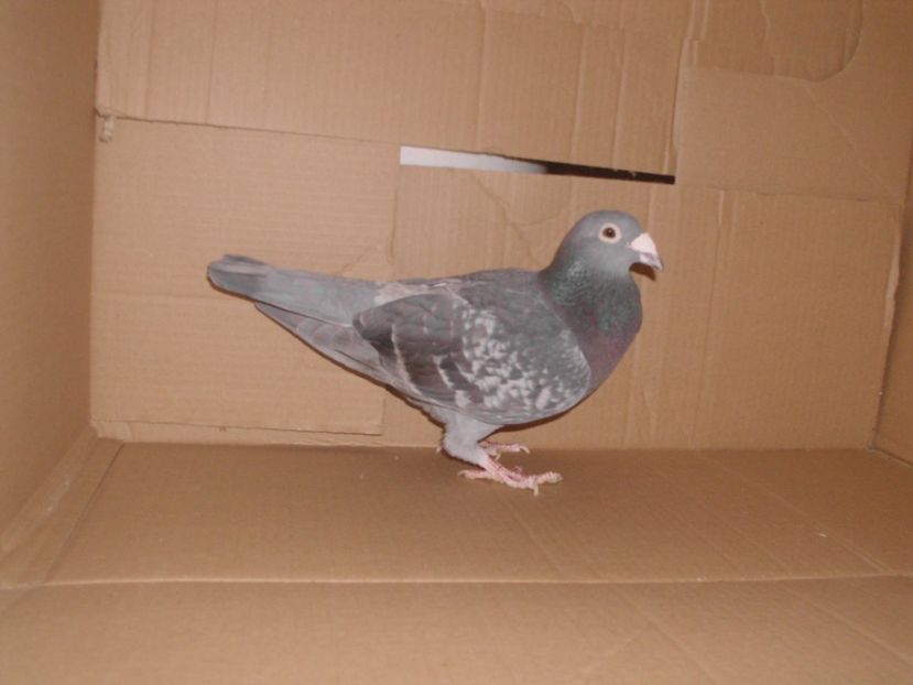 ; salie 2008 zburate de la matca
