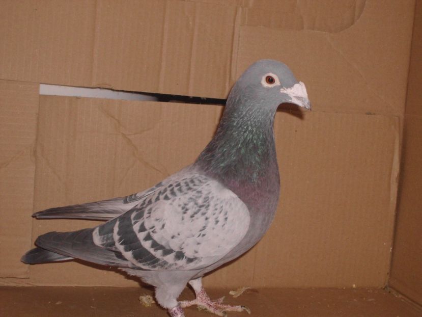 ; m 2007 da la matca
