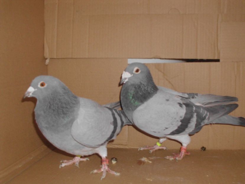 ; pereche m2008 f2013 m zurat  4 ani la rind in primul an zburat etapa de etapa multa clasari
