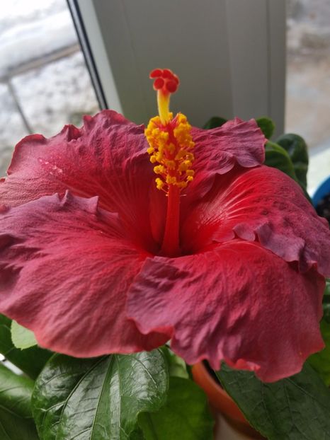 Electric blue - Hibiscusi 2017