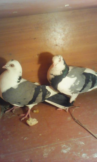  - galateni matca 2017