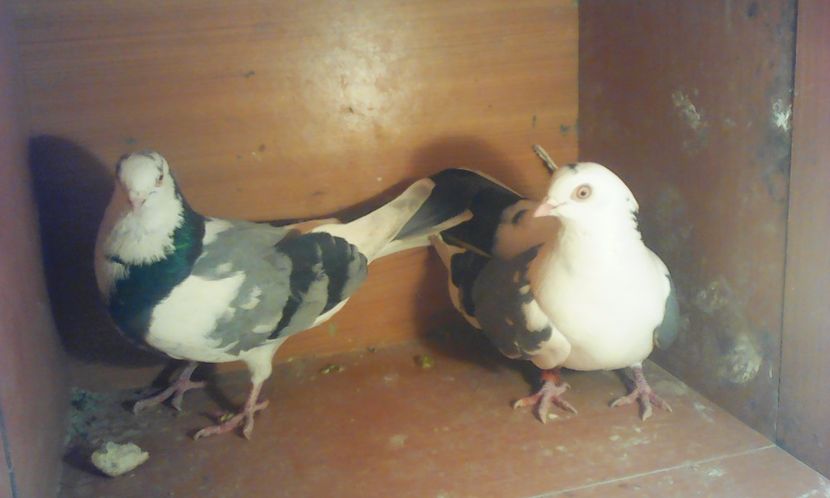  - galateni matca 2017