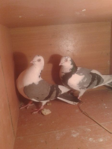  - galateni matca 2017