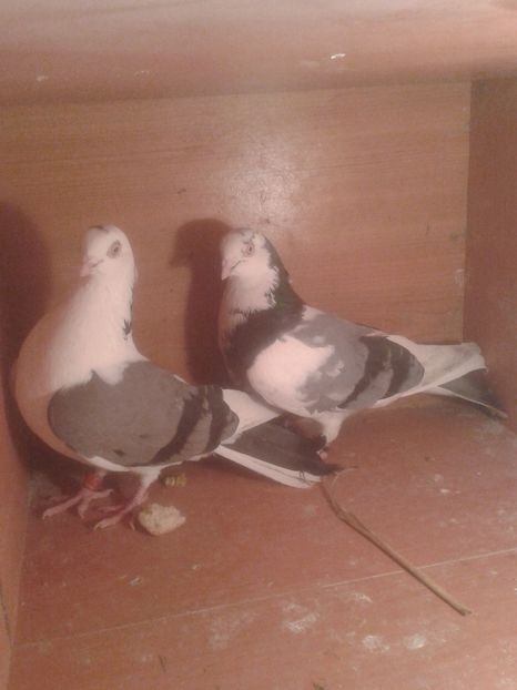  - galateni matca 2017