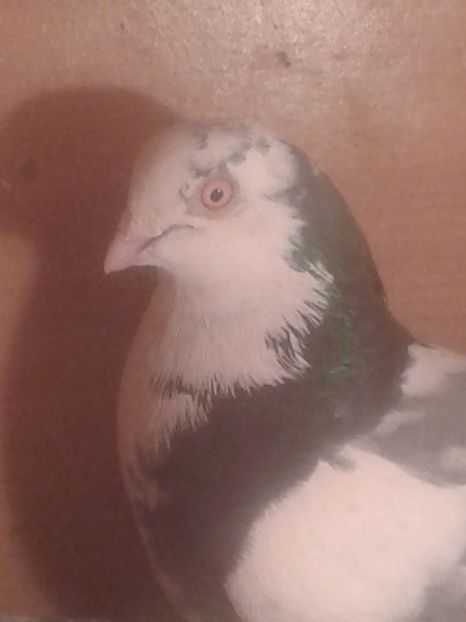  - galateni matca 2017