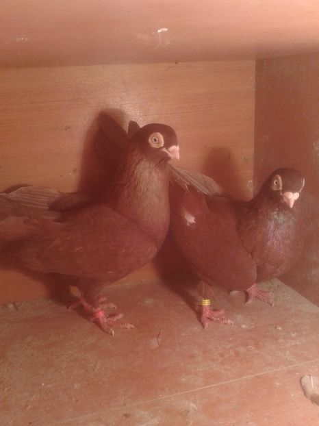  - galateni matca 2017