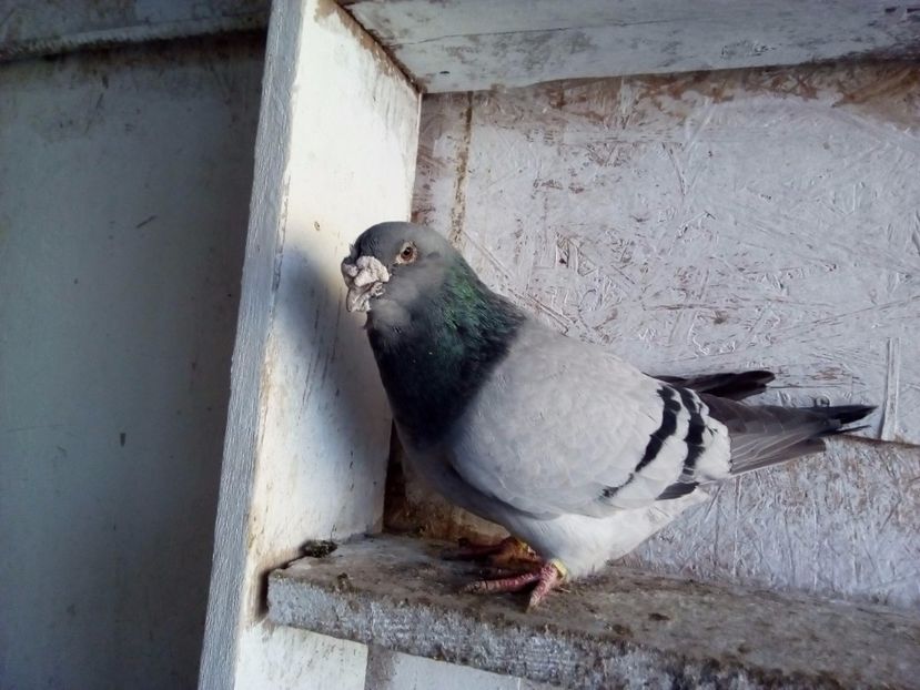  - 2017 albastri standard