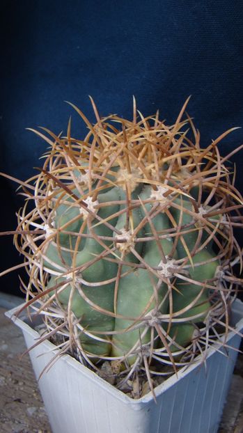 Ferocactus diguetii v carmenensis; d-8, h-8, 9 ani, ... 60 lei
