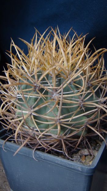 Ferocactus chrysacanthus; spini galbeni d-7, h-8, 9 ani.......50 lei
