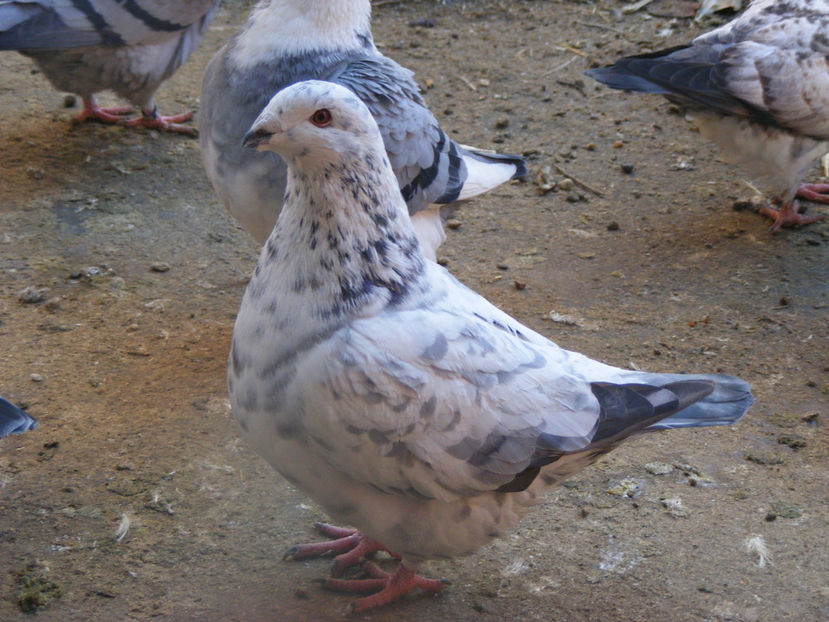 M 2016 VINDUT FEB.2017