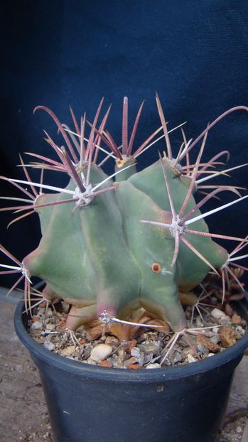 Ferocactus rectispinus