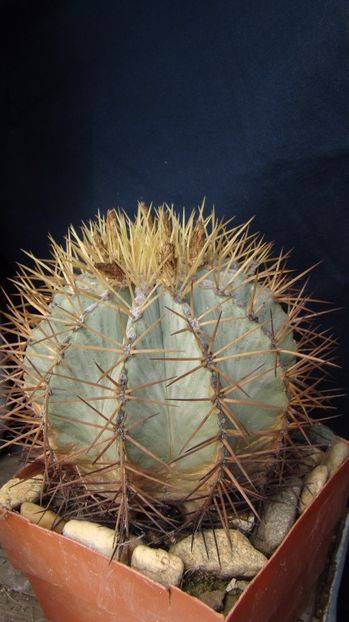 Ferocactus glaucescens - Ferocactus