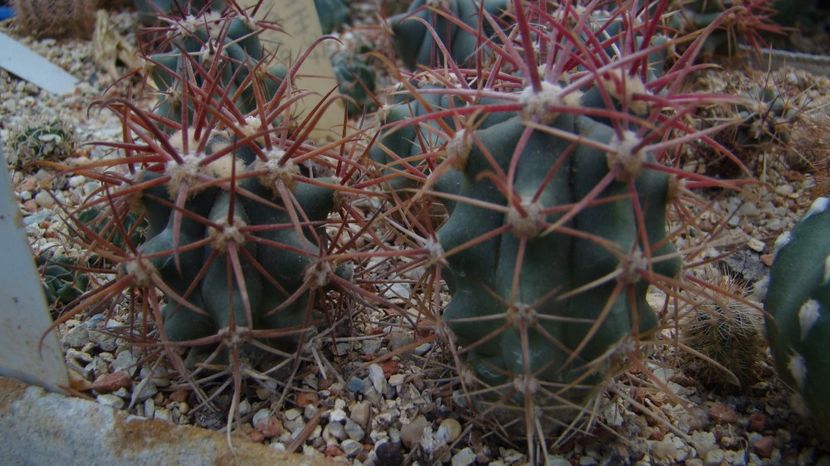 Ferocactus gracilis colorarus