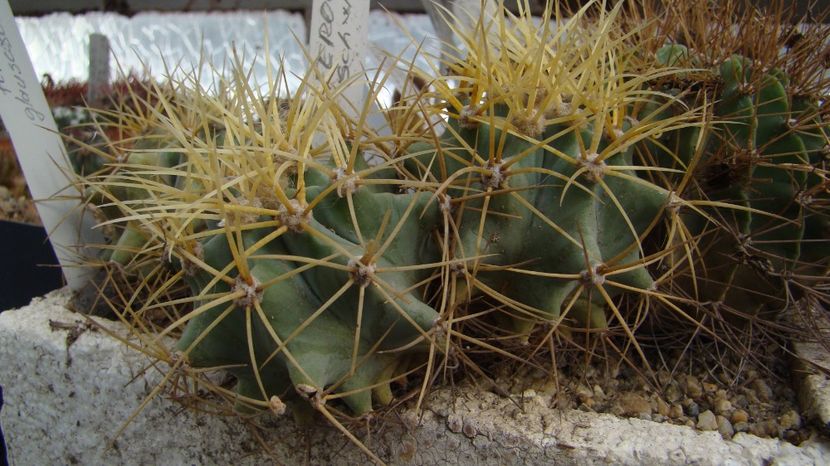 Ferocactus schwartzii - Ferocactus