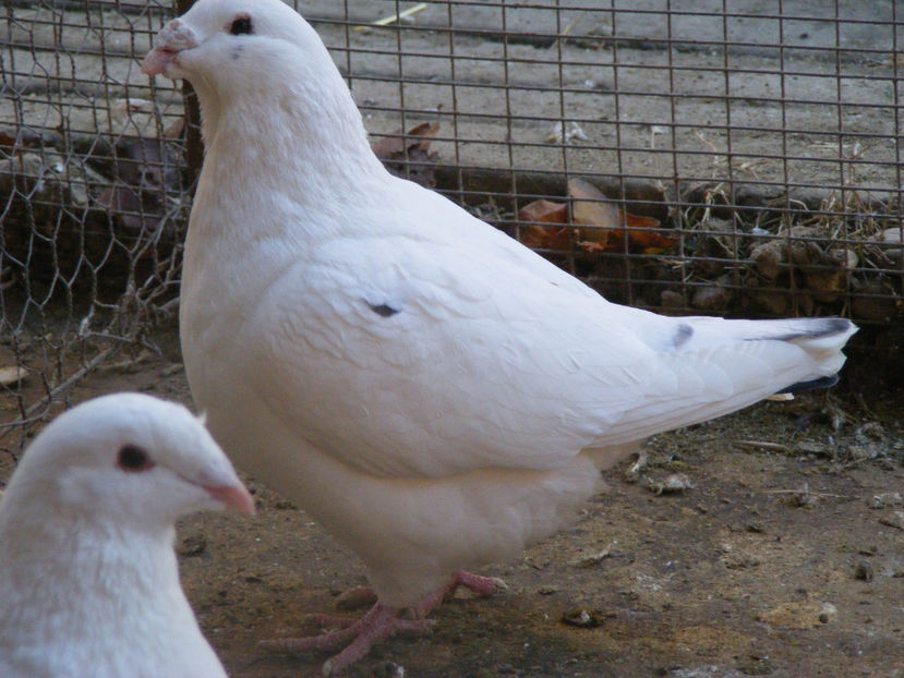 M 2014 VINDUT FEB.2017