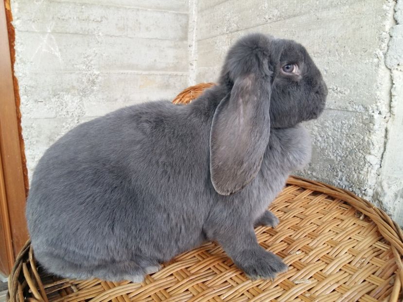 1 an si 2luni alapteza 7copilasi