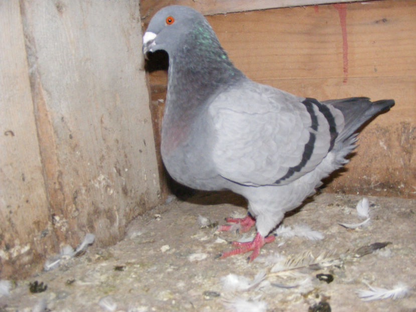 M 2016 VINDUT FEB.2017