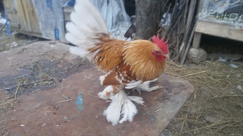 Cocos nr2 preferatul meu