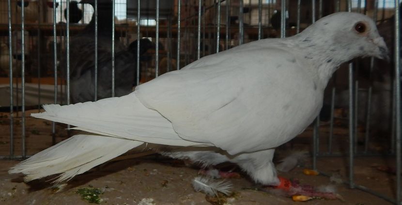  - Sannicolau Mare 2016