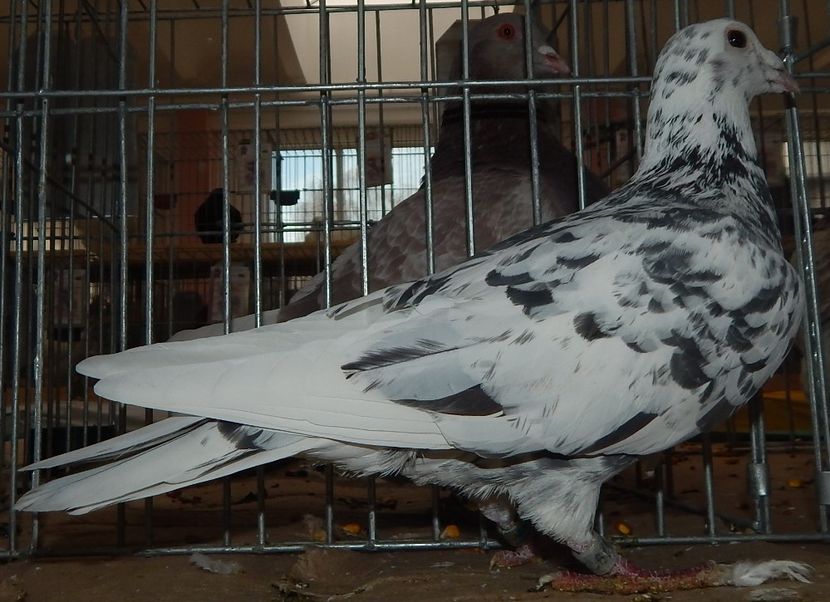  - Sannicolau Mare 2016