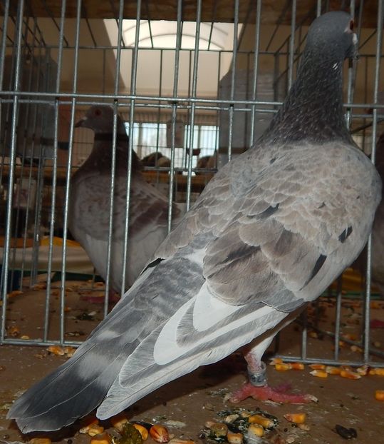  - Sannicolau Mare 2016