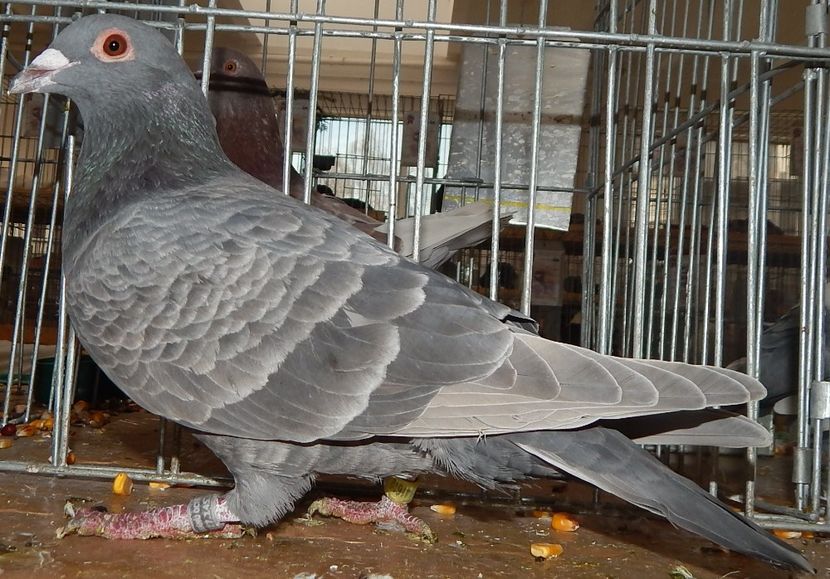  - Sannicolau Mare 2016