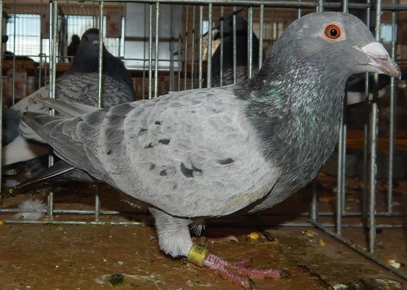  - Sannicolau Mare 2016