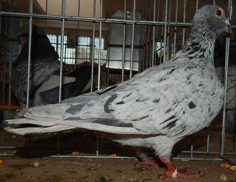  - Sannicolau Mare 2016