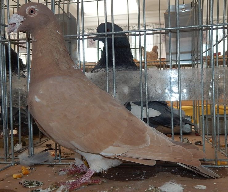  - Sannicolau Mare 2016