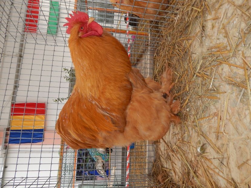  - Sannicolau Mare 2016