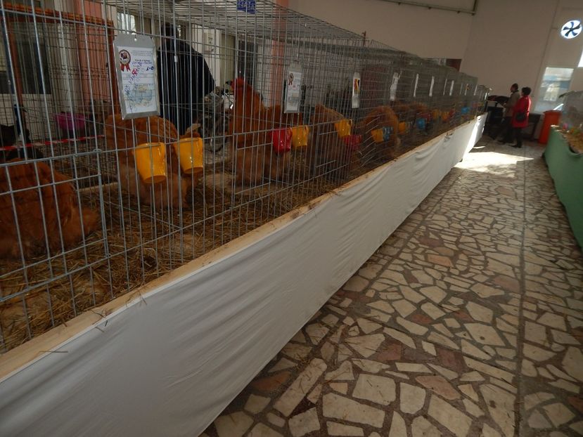  - Sannicolau Mare 2016