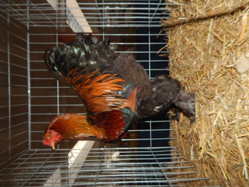  - Sannicolau Mare 2016