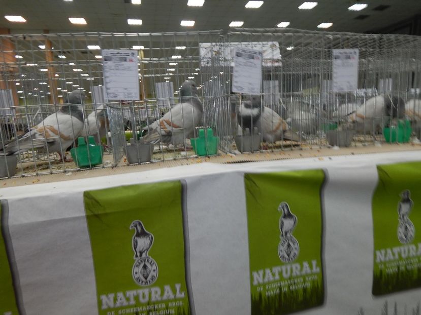  - Bucuresti Nationala 2016