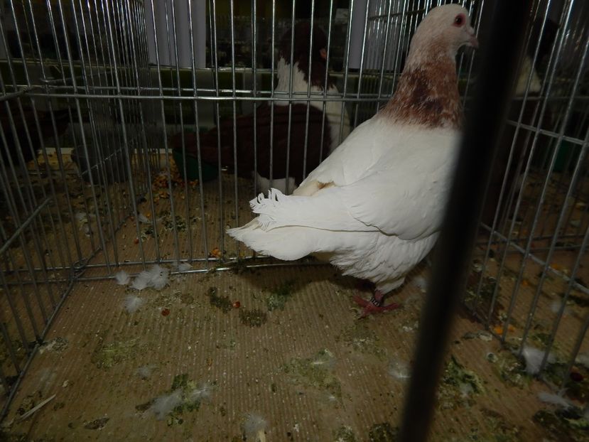  - Bucuresti Nationala 2016