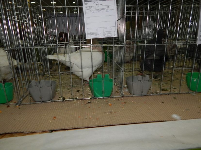  - Bucuresti Nationala 2016