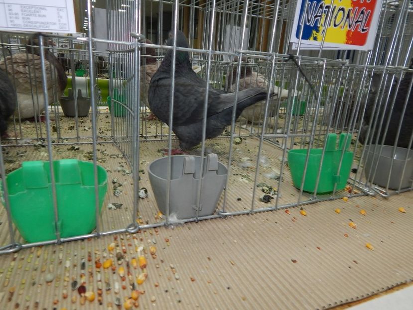  - Bucuresti Nationala 2016