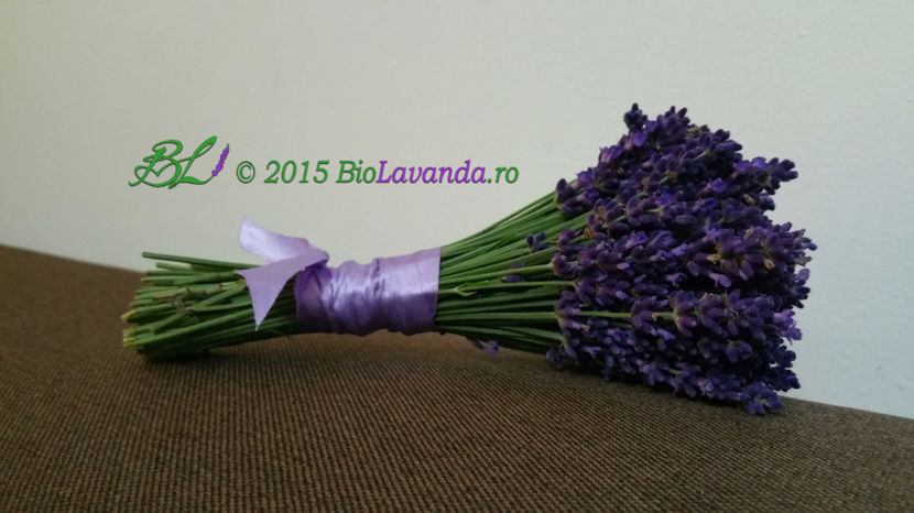 Lavanda Blue Scent; Flori lavanda Blue Scent
