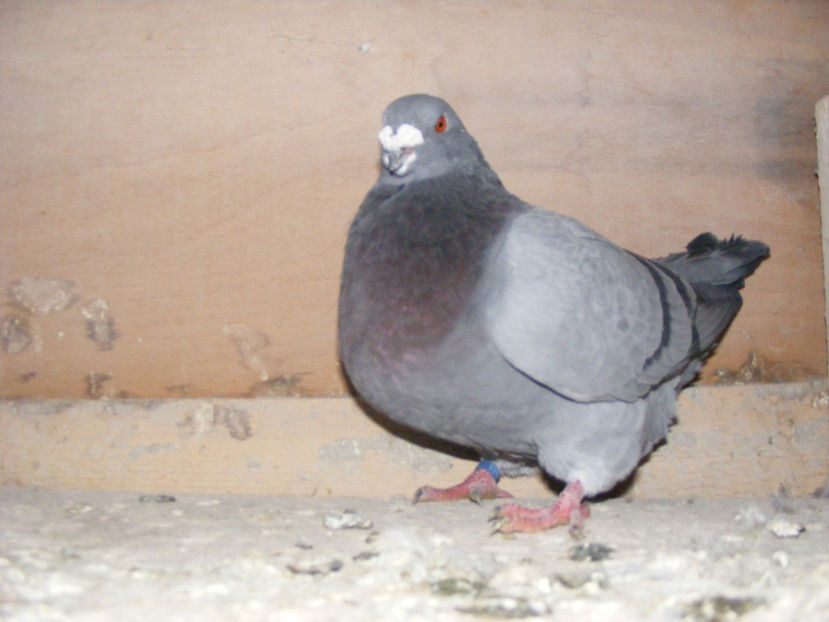 M 2012 VINDUT FEB.2017