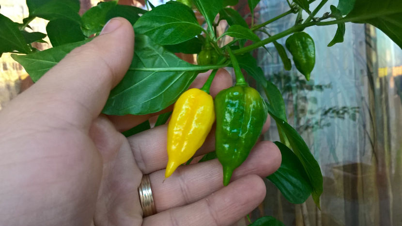 Bhut jolokia yellow