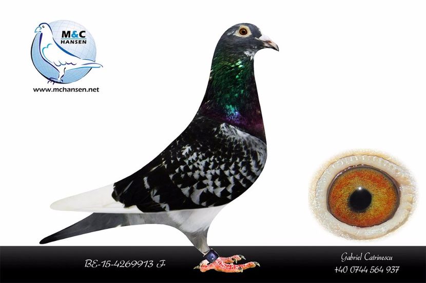 BEL15-4269913; BEL15-4269913 INBRED JONGE WITBUIK
