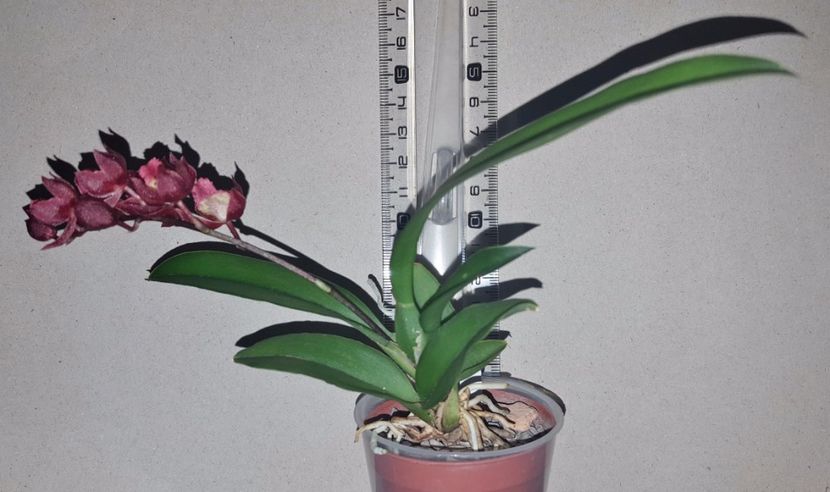 Meshaara Chian-Tzy Ruby CT-Golden Chocolate