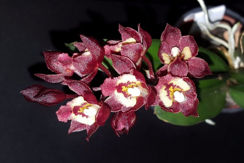 Meshaara Chian-Tzy Ruby CT-Golden Chocolate