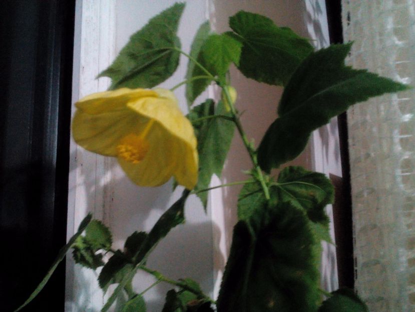  - Abutilon 2016-2017 -2018-2019