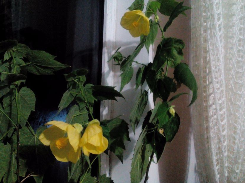  - Abutilon 2016-2017 -2018-2019