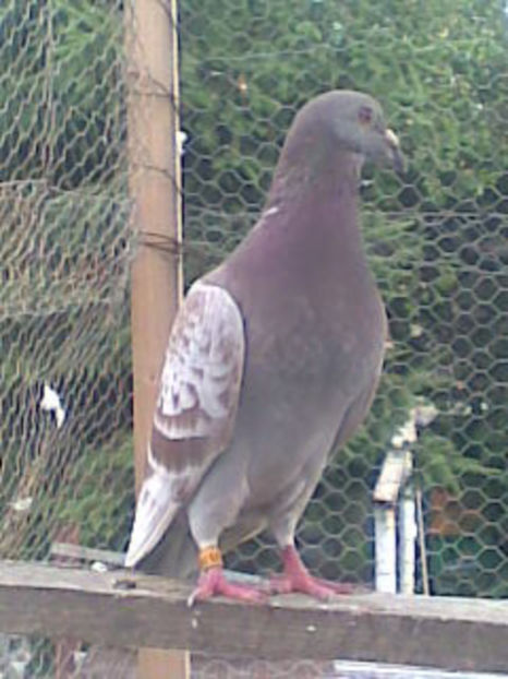 Imag009