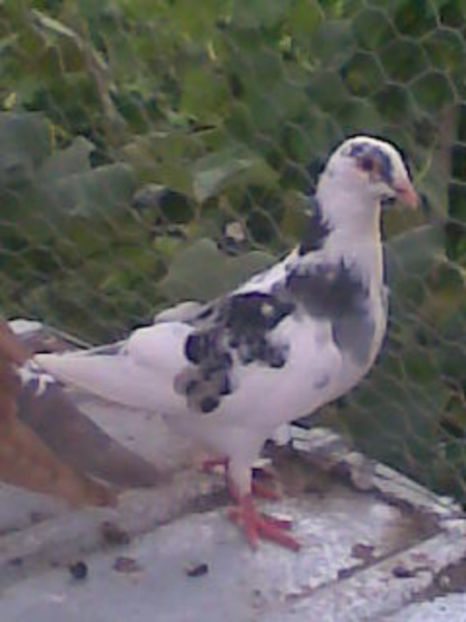 Imag012