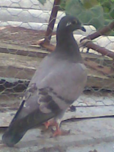 Imag013